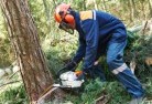 South Maitlandtree-cutting-services-21.jpg; ?>